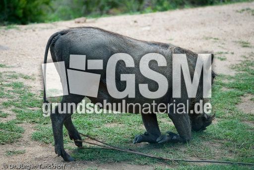 Warzenschwein (11 von 26).jpg